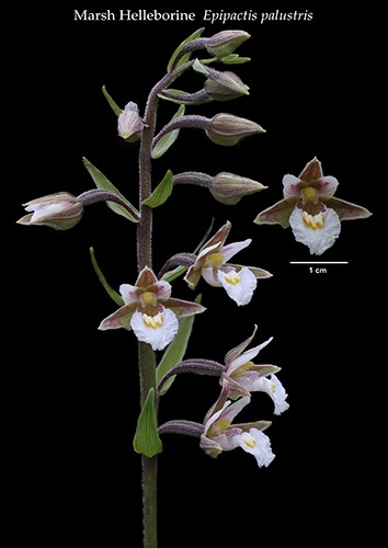 Epipactis palustris